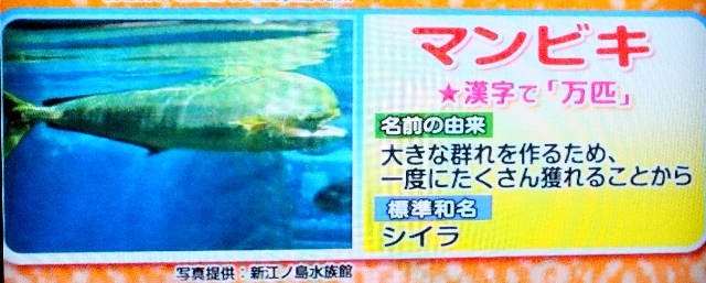 新着面白い 魚の 名前 すべての動物画像 新着面白い 魚の 名前 すべての動物画像