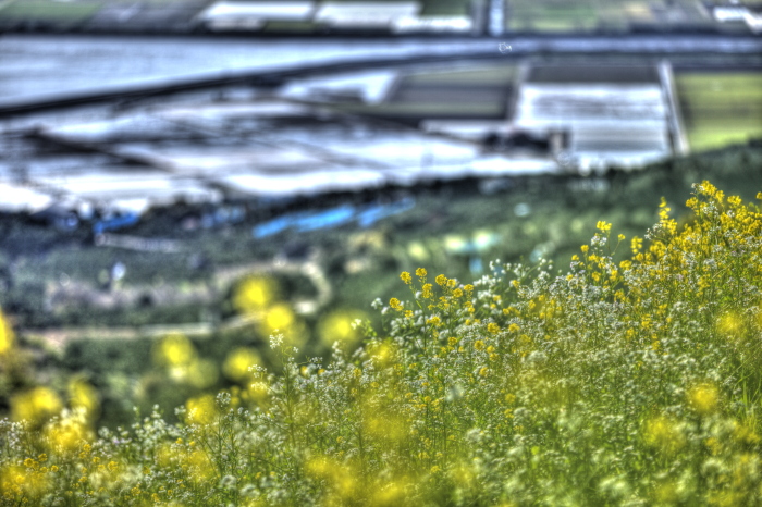 HDR紀行 in 天空の花畑_e0135098_1305860.jpg