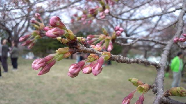 みちのくの桜_a0109101_1337940.jpg