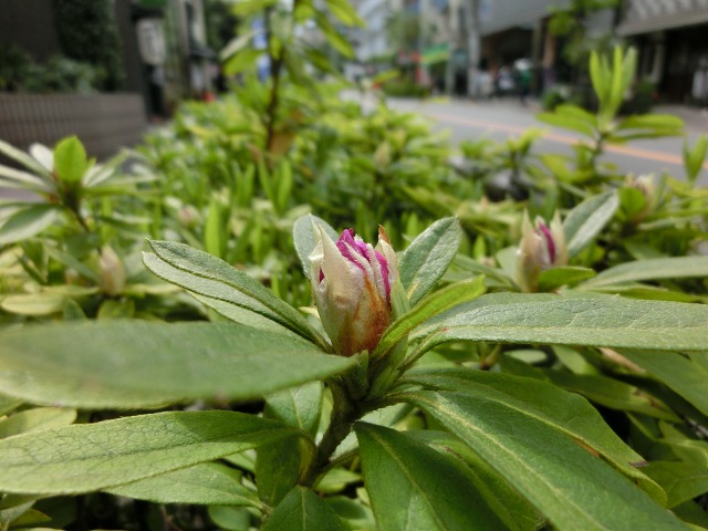 根津神社のつつじ　咲いたかな？_b0190603_156394.jpg