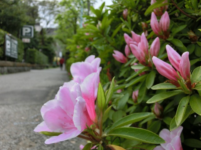 根津神社のつつじ　咲いたかな？_b0190603_1565769.jpg