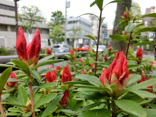 根津神社のつつじ　咲いたかな？_b0190603_1572197.jpg