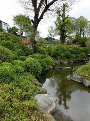 根津神社のつつじ　咲いたかな？_b0190603_16122639.jpg