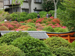 根津神社のつつじ　咲いたかな？_b0190603_16242438.jpg