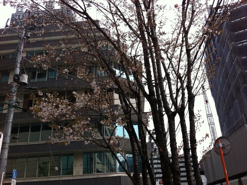 サントリーさんの個人資産ランキングと相続株、そして事務所の里桜_d0054704_23415218.jpg