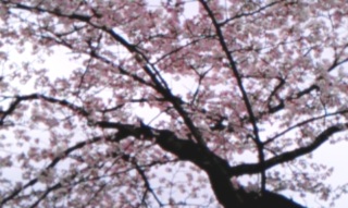 b0006405_19473746.jpg