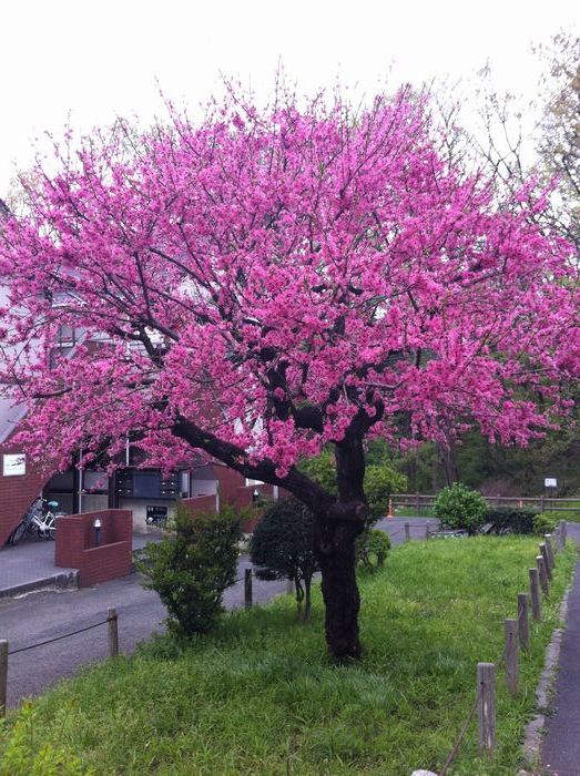 花の名前が・・・_b0178406_176185.jpg