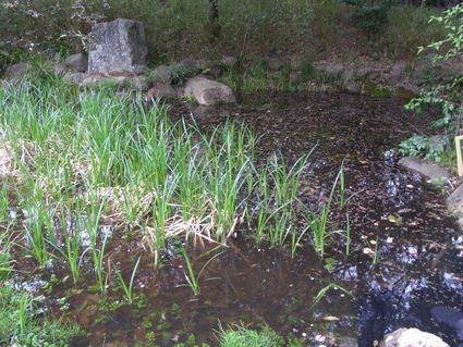 池に出現!_b0049307_9274891.jpg