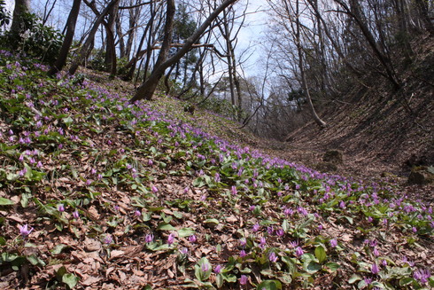 新潟　　                               ギフチョウ2012/04/21①_d0251807_18274858.jpg