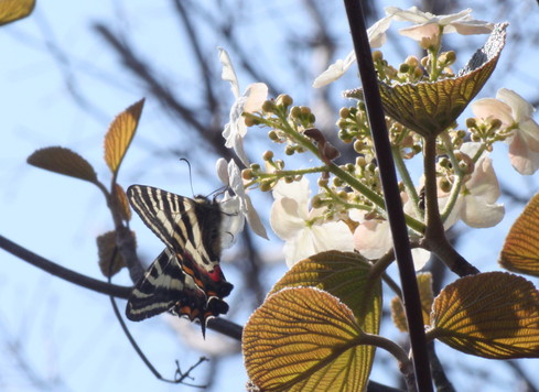 新潟　　                               ギフチョウ2012/04/21①_d0251807_1828165.jpg