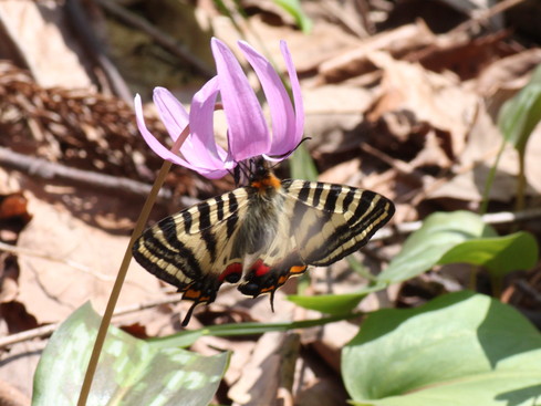 新潟　　                               ギフチョウ2012/04/21①_d0251807_18284849.jpg