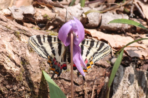 新潟　　                               ギフチョウ2012/04/21①_d0251807_1829022.jpg