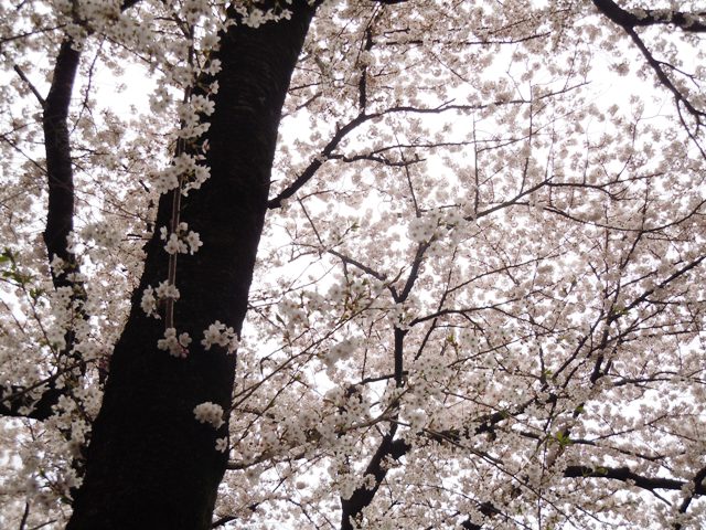 b0026408_3102711.jpg
