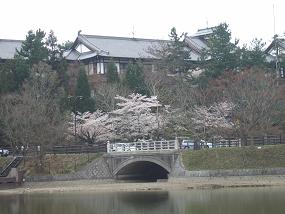 桜名所めぐり　奈良公園_d0227610_17503877.jpg