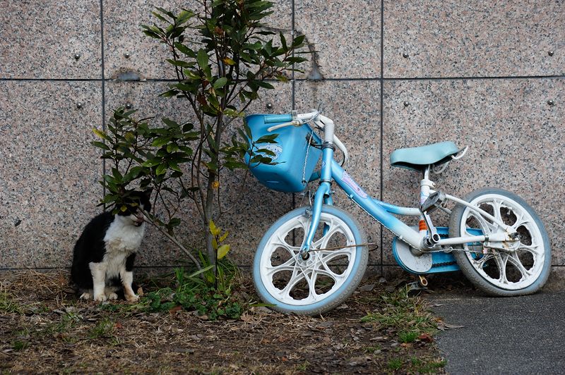 街角ニャンコ・ニャンコのそばに_f0032011_1911365.jpg