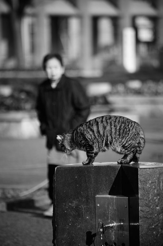 街角ニャンコ・ニャンコのそばに_f0032011_19124629.jpg