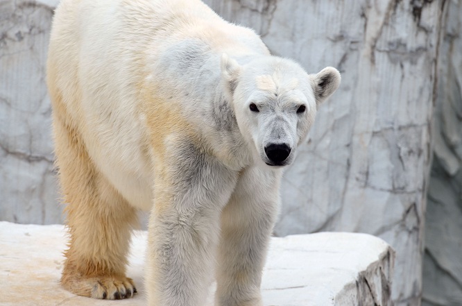 名古屋・東山動物園の静かなドラマ　～　サスカッチのストーキングと逃げるオーロラ_a0151913_22103411.jpg