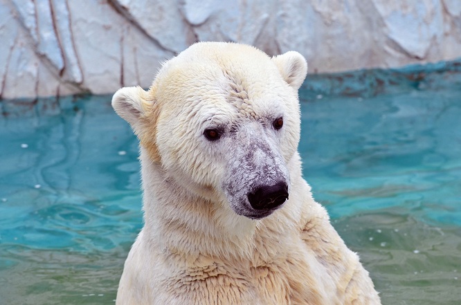 名古屋・東山動物園の静かなドラマ　～　サスカッチのストーキングと逃げるオーロラ_a0151913_22104530.jpg