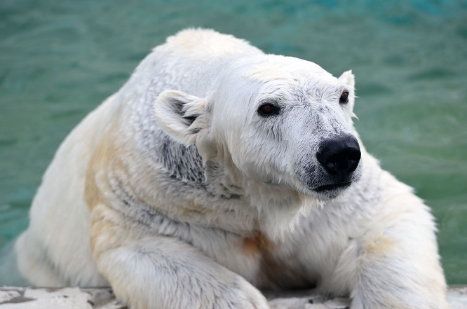 名古屋・東山動物園の静かなドラマ　～　サスカッチのストーキングと逃げるオーロラ_a0151913_2210843.jpg