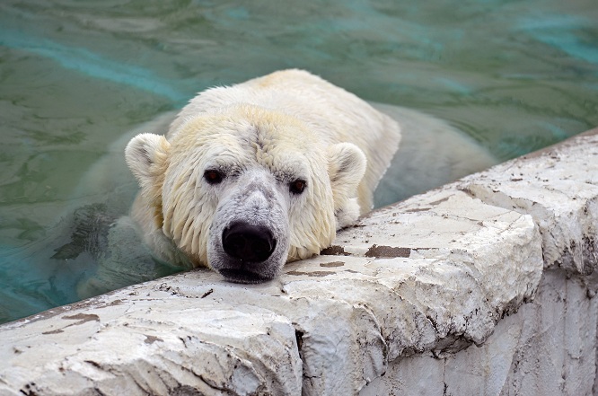 名古屋・東山動物園の静かなドラマ　～　サスカッチのストーキングと逃げるオーロラ_a0151913_22111559.jpg