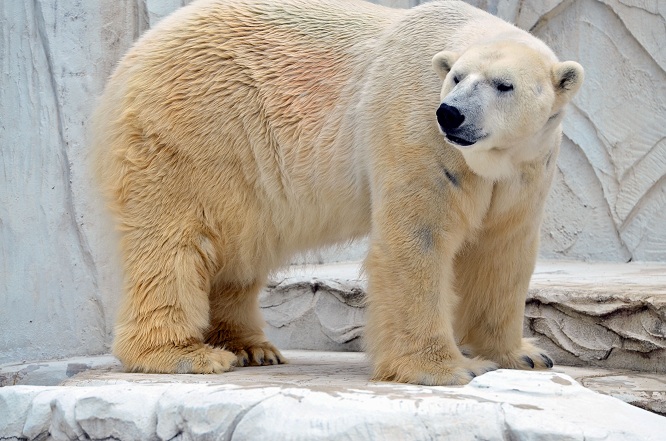 名古屋・東山動物園の静かなドラマ　～　サスカッチのストーキングと逃げるオーロラ_a0151913_22112724.jpg