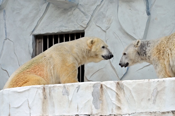 名古屋・東山動物園の静かなドラマ　～　サスカッチのストーキングと逃げるオーロラ_a0151913_22115114.jpg