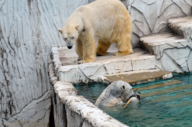 名古屋・東山動物園の静かなドラマ　～　サスカッチのストーキングと逃げるオーロラ_a0151913_22121835.jpg