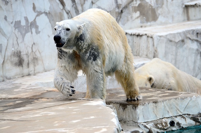 名古屋・東山動物園の静かなドラマ　～　サスカッチのストーキングと逃げるオーロラ_a0151913_22123279.jpg