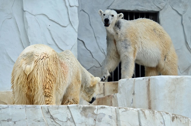 名古屋・東山動物園の静かなドラマ ~ サスカッチのストーキングと逃げるオーロラ_a0151913_22124758.jpg