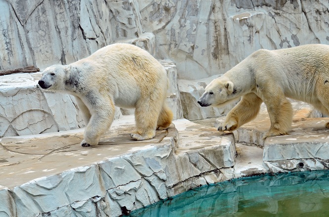 名古屋・東山動物園の静かなドラマ　～　サスカッチのストーキングと逃げるオーロラ_a0151913_2212497.jpg