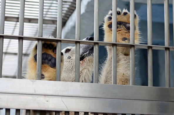 名古屋・東山動物園の静かなドラマ　～　サスカッチのストーキングと逃げるオーロラ_a0151913_22131773.jpg