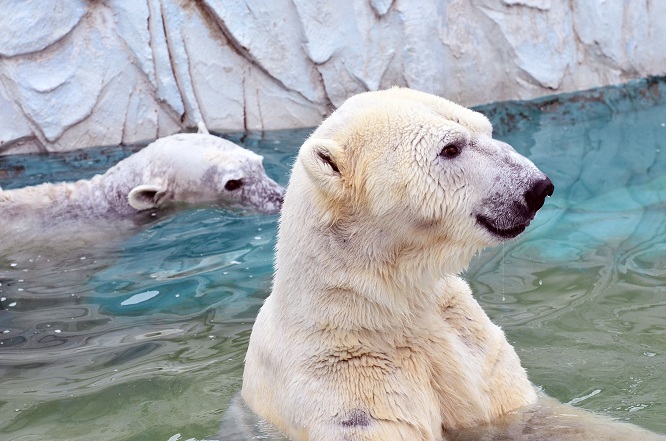 名古屋・東山動物園の静かなドラマ　～　サスカッチのストーキングと逃げるオーロラ_a0151913_2213494.jpg