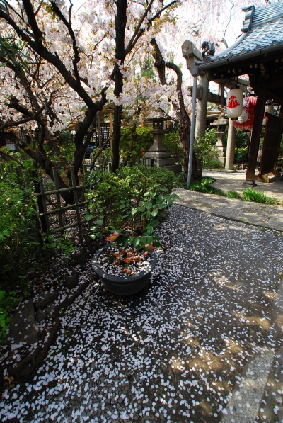 桜　－　雨宝院とか千本ゑんま堂とか平野神社_a0114714_17495646.jpg