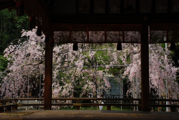 桜　－　雨宝院とか千本ゑんま堂とか平野神社_a0114714_17501626.jpg