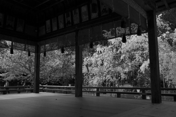 桜　－　雨宝院とか千本ゑんま堂とか平野神社_a0114714_17502037.jpg