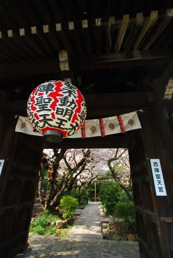 桜　－　雨宝院とか千本ゑんま堂とか平野神社_a0114714_1750645.jpg