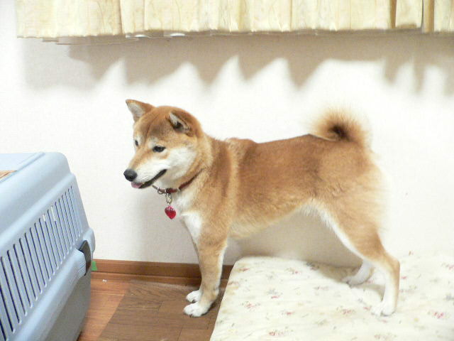 a0190414_21445388.jpg