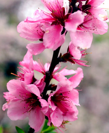 里桜　（４月２1日　神代植物公園にて）_a0023315_22273245.jpg