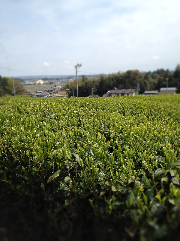今日は森町！_b0220318_20221860.jpg