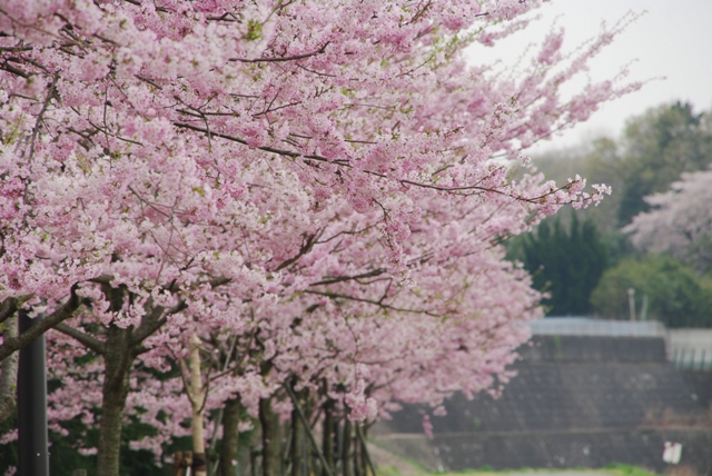 思川桜_f0172518_1719925.jpg