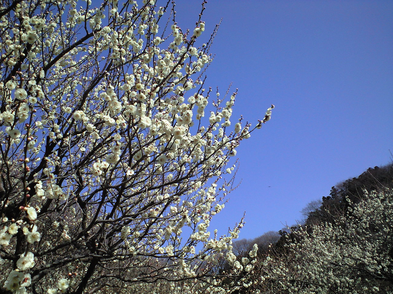 古民家　旧小池邸　（藤沢市指定重要文化財）_b0221219_1551437.jpg