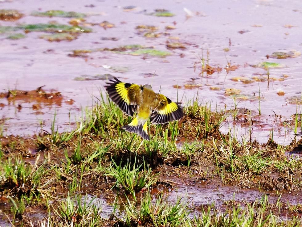 カワラヒワ（Oriental Greenfinch）：鮮やか翼！黄色＆黒の縞模様_a0031821_1134694.jpg