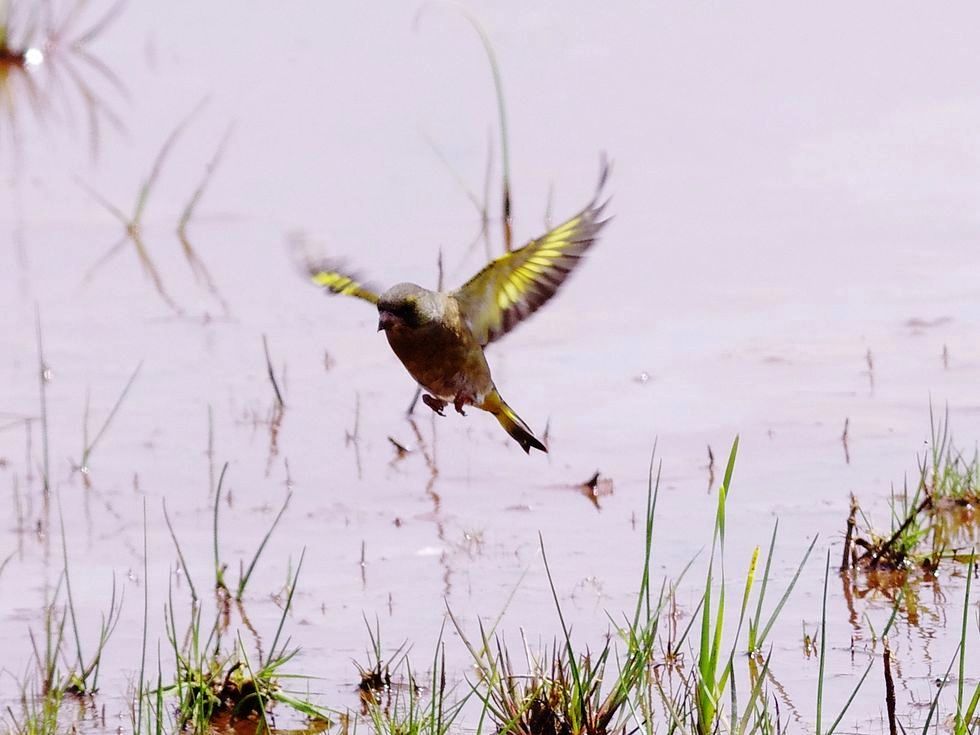 カワラヒワ（Oriental Greenfinch）：鮮やか翼！黄色＆黒の縞模様_a0031821_1142345.jpg