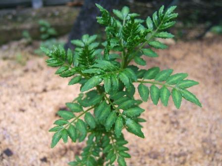 花山椒の収穫近し : ナルハジカミ~いずも八山椒 花山椒の収穫近し : ナルハジカミ~いずも八山椒