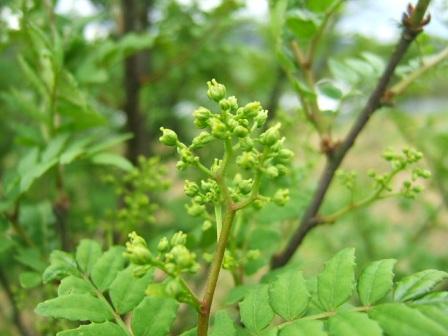 天空の農産品 産地直送プロジェクト - 花山椒。 山椒には雌株と