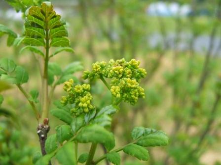 花山椒の収穫近し : ナルハジカミ~いずも八山椒 花山椒の収穫近し : ナルハジカミ~いずも八山椒