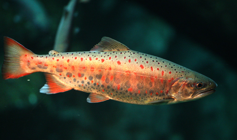 サツキマス Oncorhynchus masou isikawae_f0161823_10441479.jpg