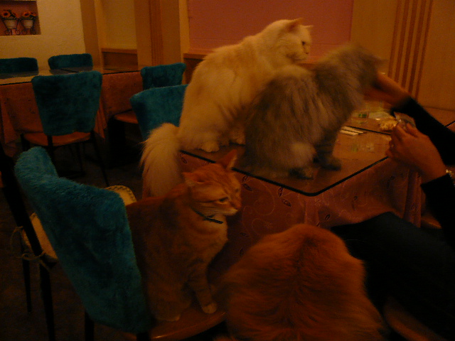 世界の猫 写真館 in 台湾_e0237625_0435163.jpg