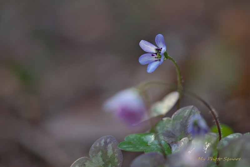 野に咲く花達ち_c0167028_2335257.jpg