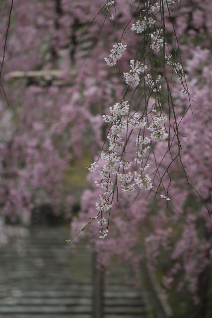 そうだ 京都、行こう。 －2012年桜　龍安寺－（一般拝観・前編）_b0169330_02431.jpg